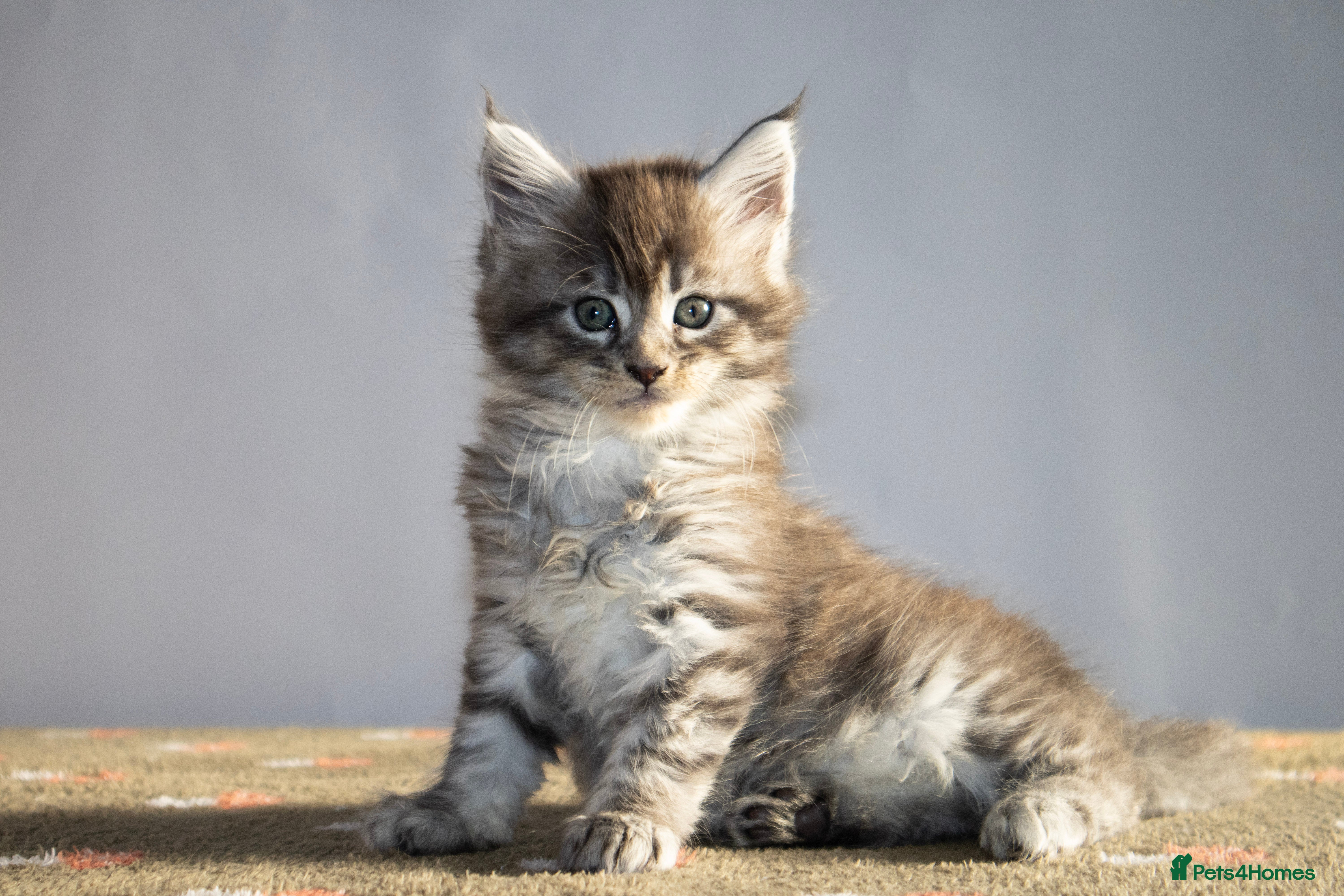 Maine Coon cats Gorgeous TICA-Registered Maine Coon Kittens! - Advert 2