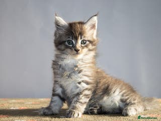 Maine Coon cats Gorgeous TICA-Registered Maine Coon Kittens! - Advert 2