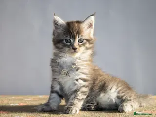 Maine Coon cats Gorgeous TICA-Registered Maine Coon Kittens! - Advert 10