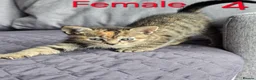 Mixed Breed cats for sale: Adorable kittens - Advert 22