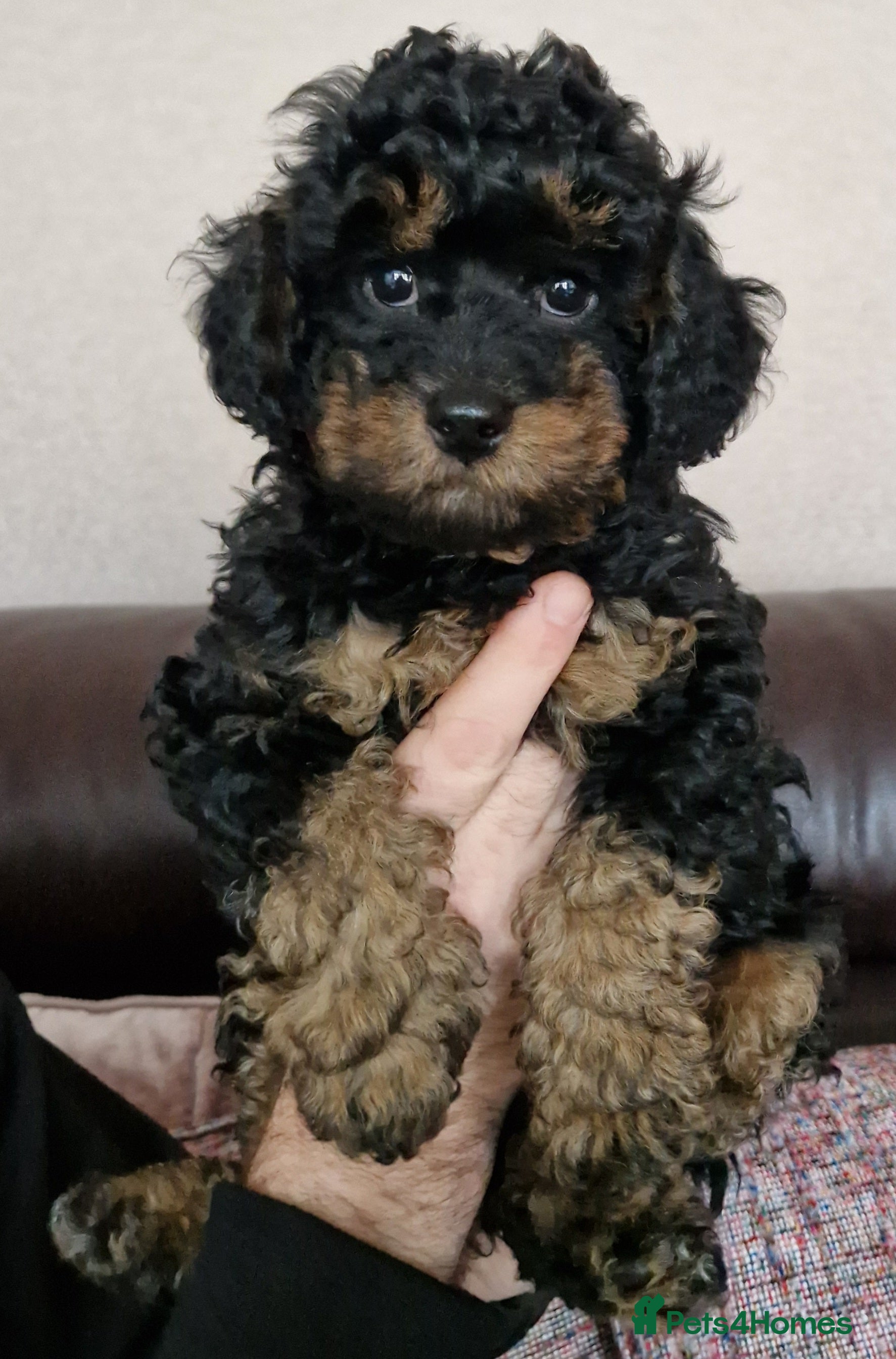 Cavapoochon dogs Beautiful Phantom, Sable and Red Cavapoochon Pups - Advert 3