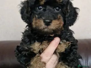 Cavapoochon dogs Beautiful Phantom, Sable and Red Cavapoochon Pups - Advert 3