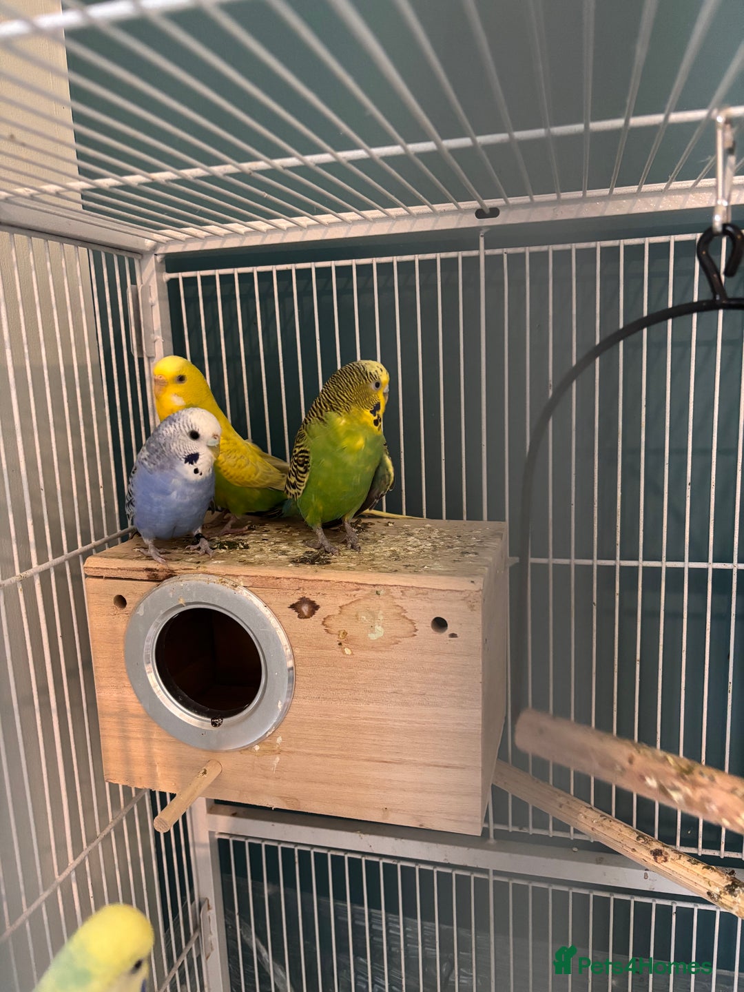 Budgerigars birds for sale: Budgies and bourke for sale - Advert 2