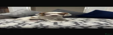 Cocker Spaniel 1