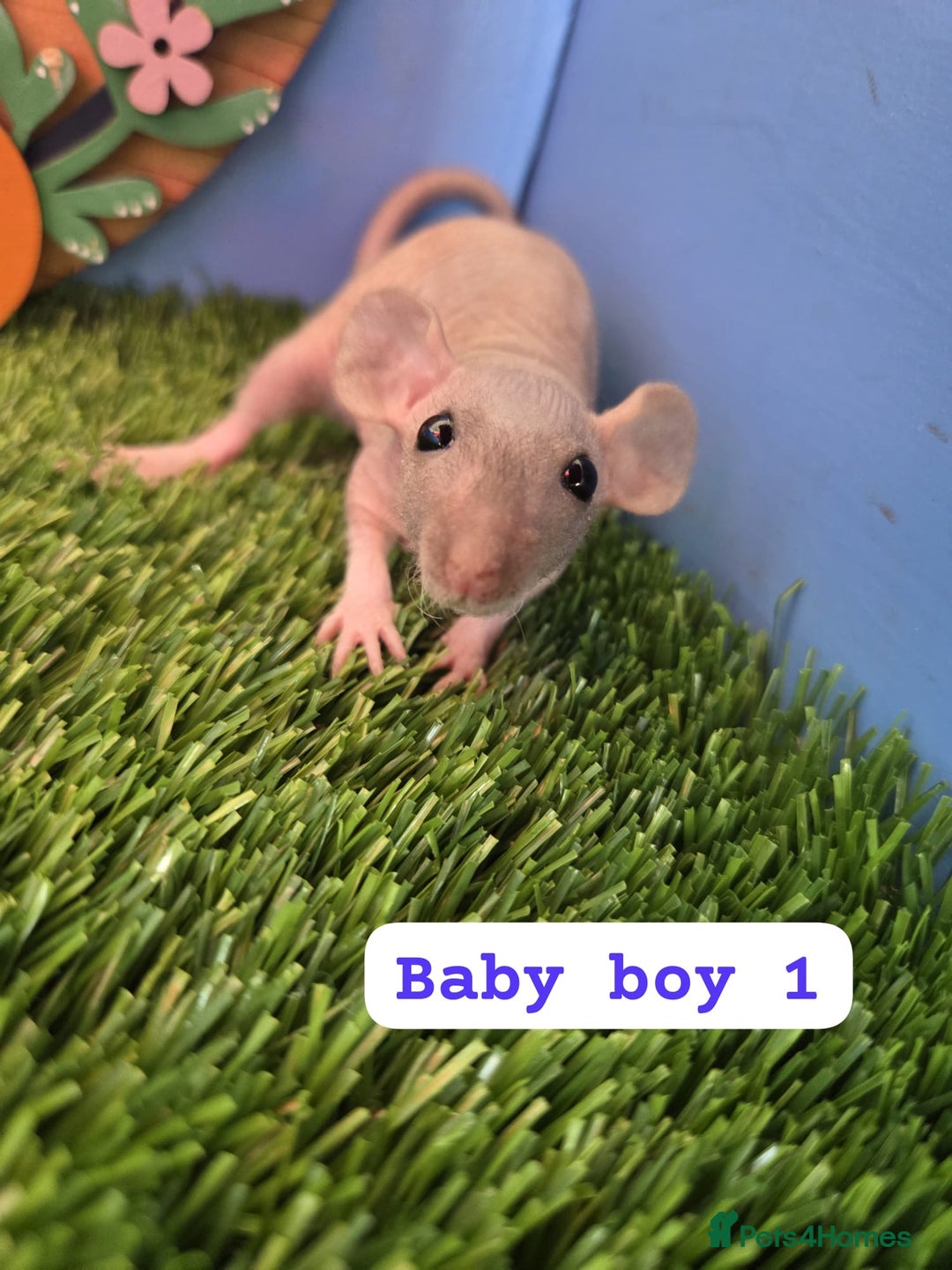 Rat rodents for sale: Hairless Dwarf Baby Rats Boys Males Trio  - Advert 4