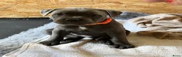Staffordshire Bull Terrier dogs for sale: Beautiful blue Staffordshire Bull Terrier Puppies  - Advert 12