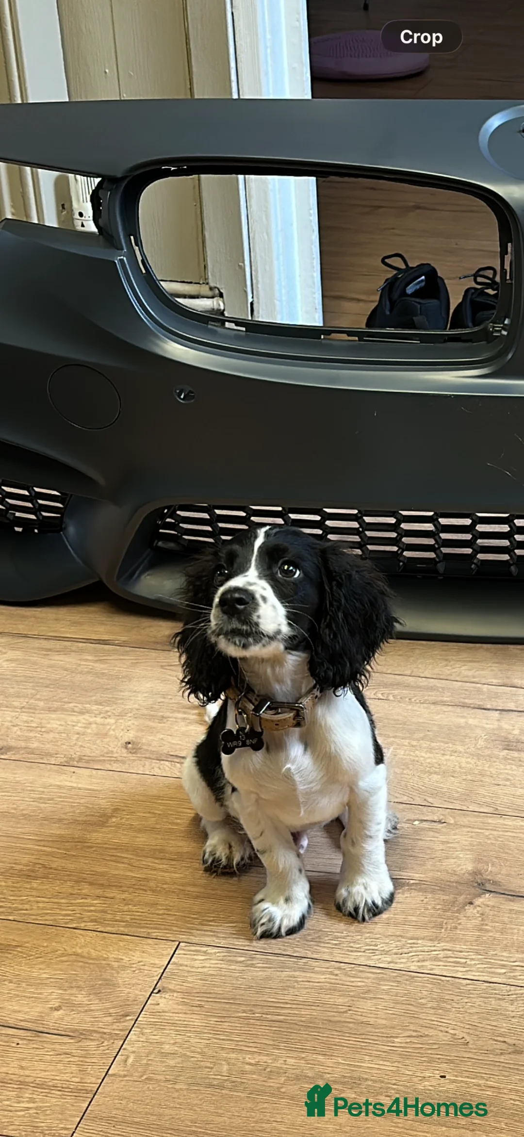 Cocker Spaniel dogs for sale: Cocker spaniel for rehoming  - Advert 2