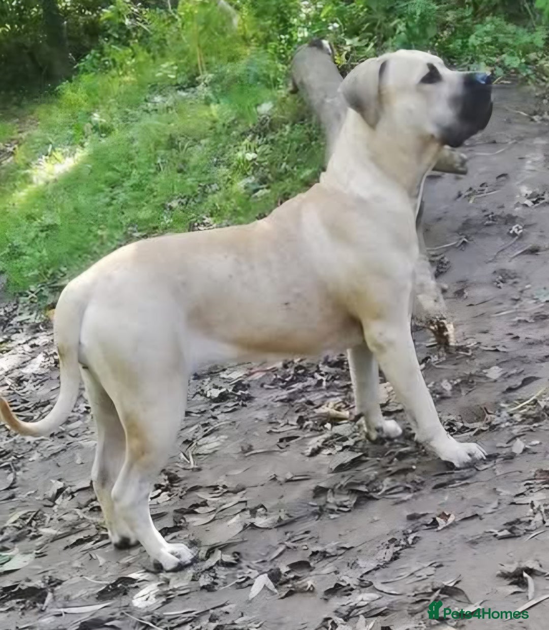 Presa Canario dogs for sale: Nova (3) Presa Canario- Needs a loving home - Advert 1