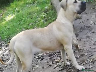 Presa Canario dogs Nova (3) Presa Canario- Needs a loving home - Advert 1