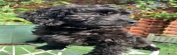 Cockapoo dogs for sale: F1 cockapoo curly black boy - Advert 4