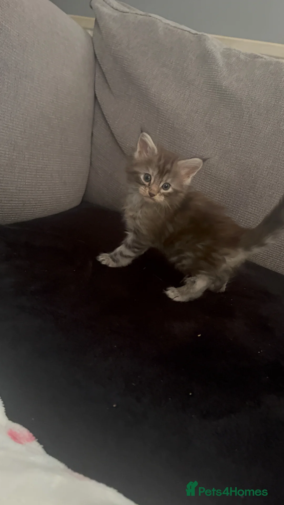 Maine Coon cats for sale: Full Maine Coon female - Advert 1