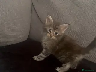 Maine Coon cats Full Maine Coon female - Advert 7