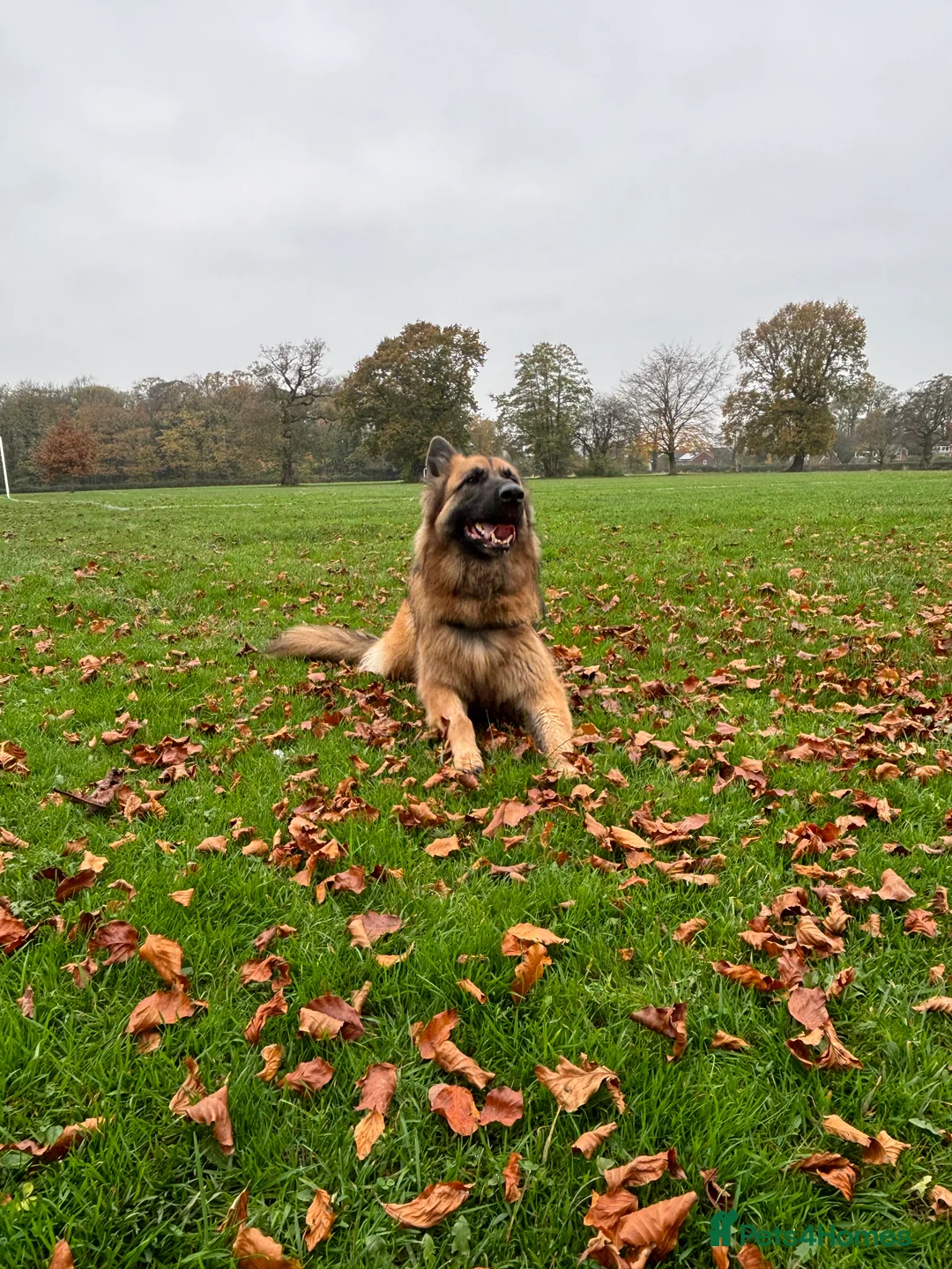 German Shepherd dogs for sale: Bella - German Shepherd looking for a forever home - Advert 8