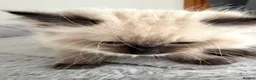 Ragdoll cats for sale: Gorgeous ragdoll kittens!  - Advert 18