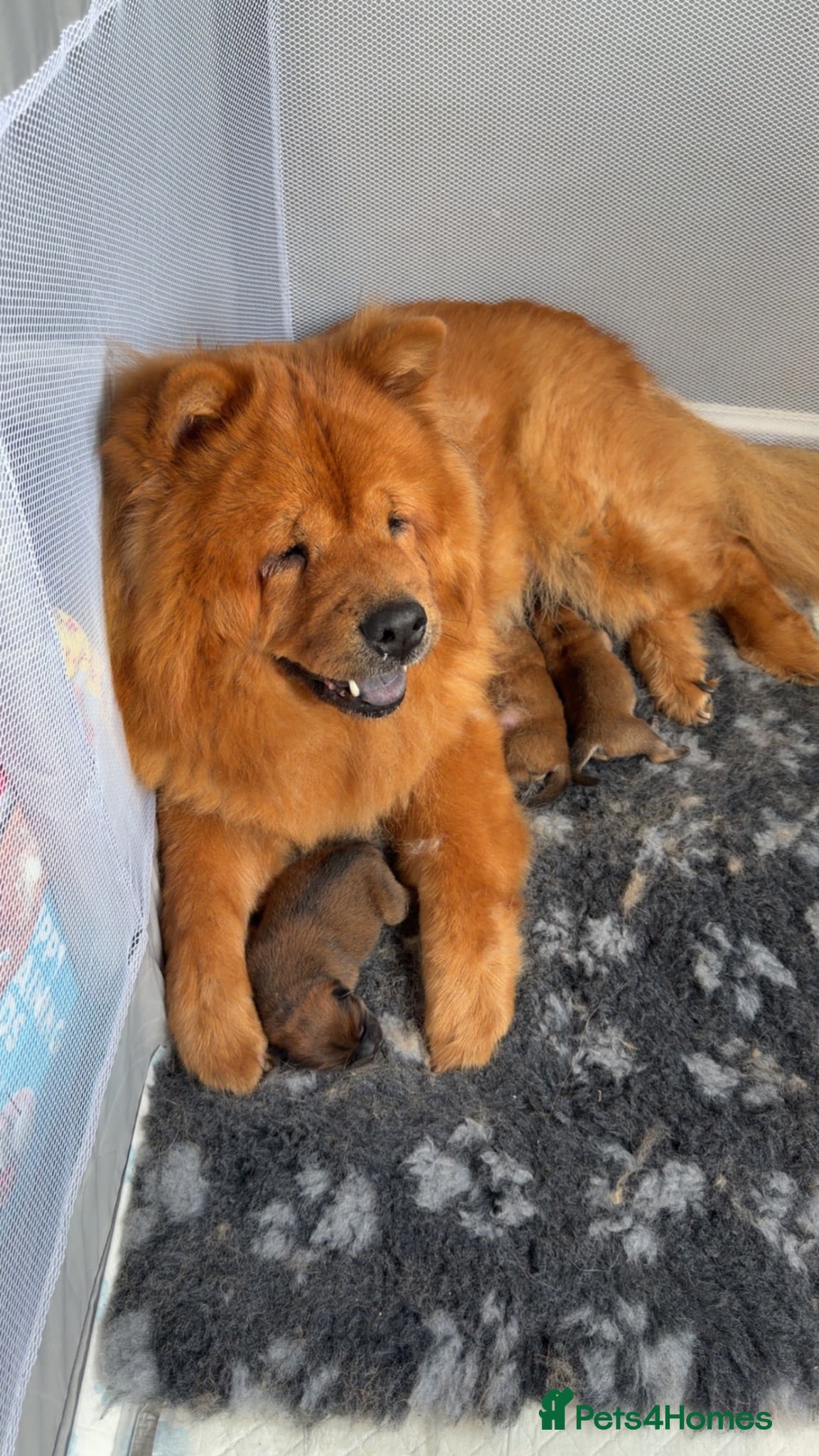 Chow Chow dogs Beuatuful chow chow puppies for sale  - Advert 1