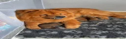 Chow Chow dogs for sale: Beuatuful chow chow puppies for sale  - Advert 1
