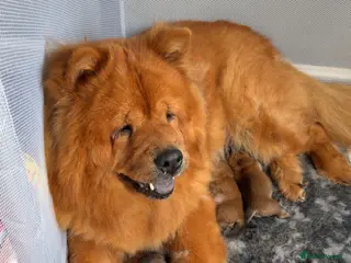 Chow Chow dogs Beuatuful chow chow puppies for sale - Advert 1