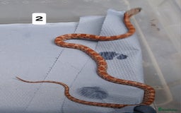 Corn Snake reptiles for sale: Corn Snake Morph Hatchling's  - Image 3