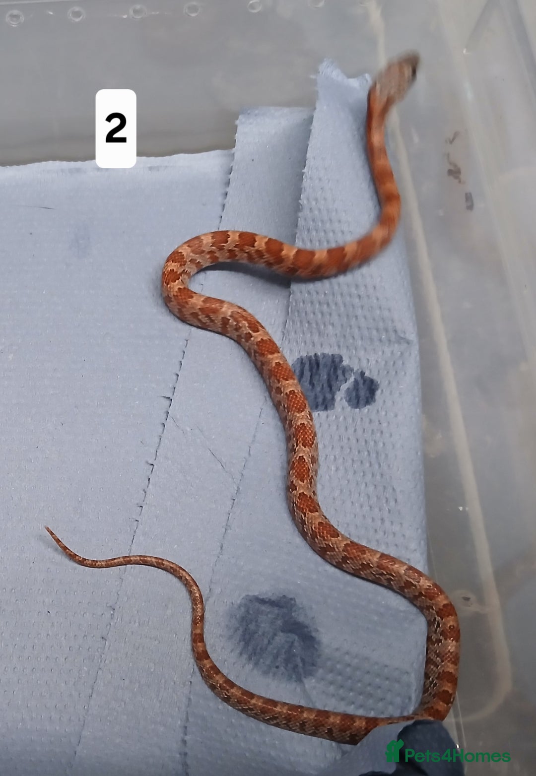 Corn Snake reptiles for sale: Corn Snake Morph Hatchling's  - Image 3