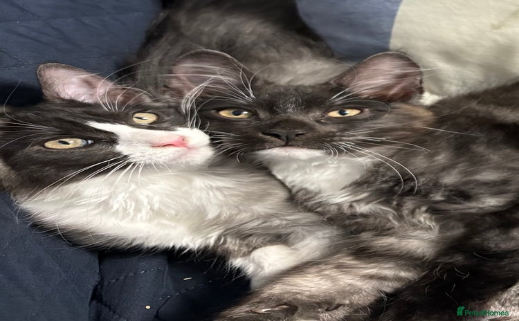 Mixed Breed cats - Advert 5