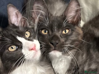 Mixed Breed cats - Advert 20