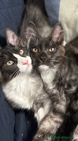 Mixed Breed cats - Advert 16