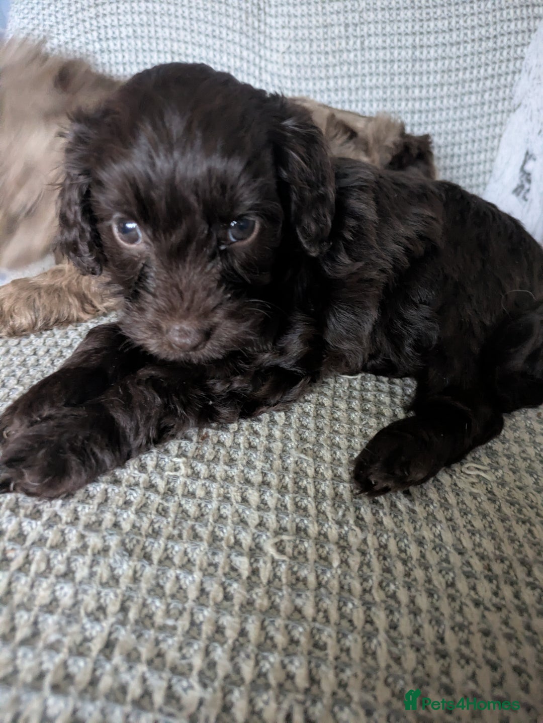 Cockapoo dogs for sale: STUNNING F1 COCKAPOO PUPPIES 2 FEMALES LEFT - Advert 19