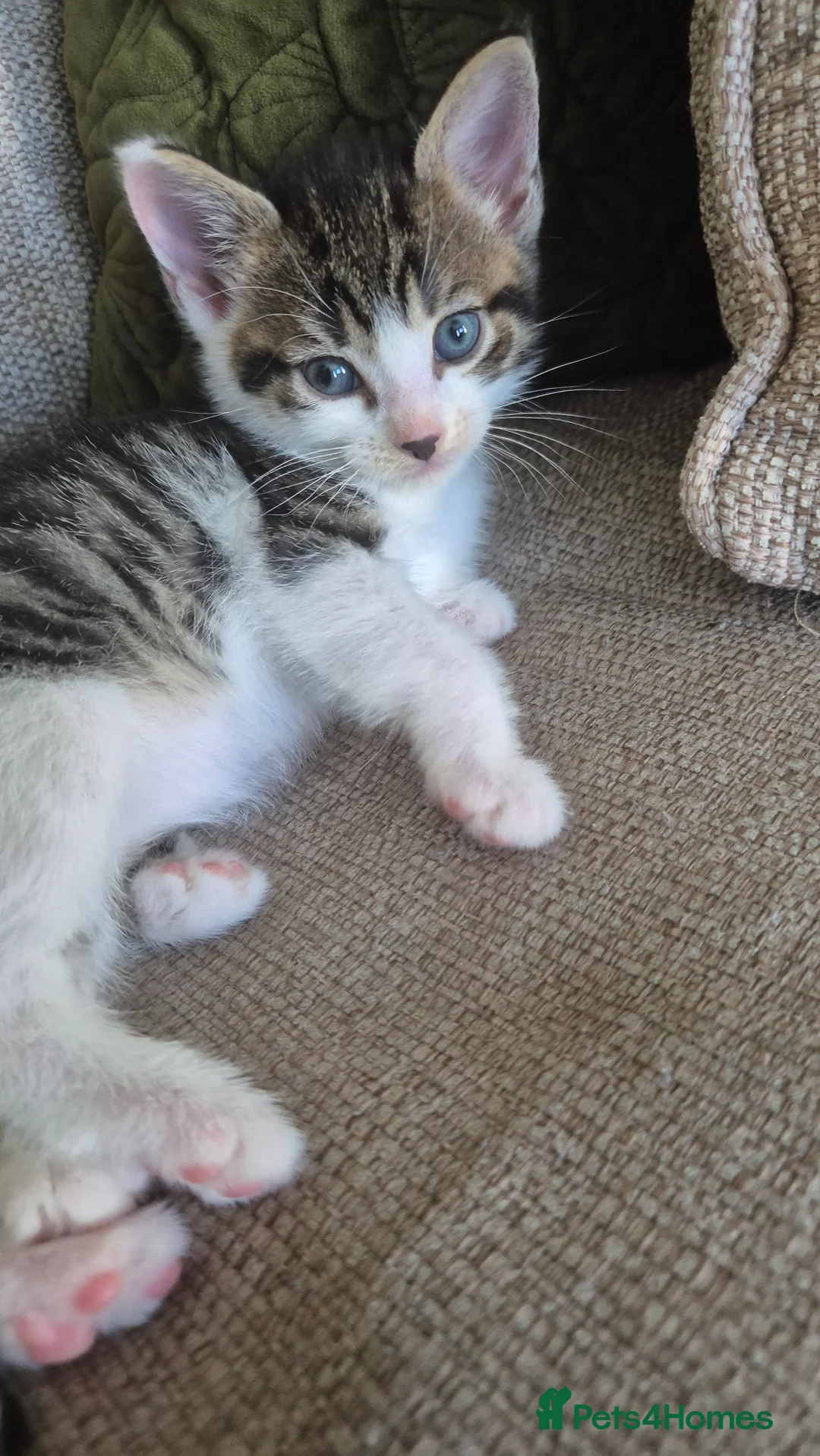 Mixed Breed cats for sale: Mum Bengal Mix - Advert 2