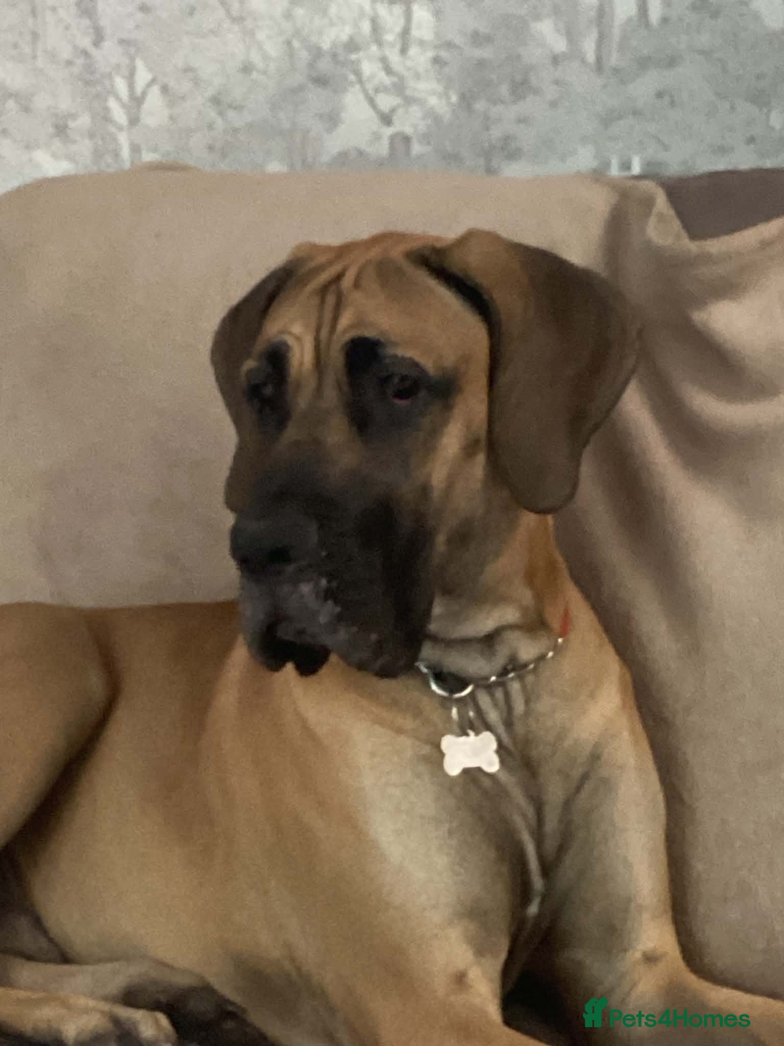 Great Dane dogs Great Dane  - Advert 8