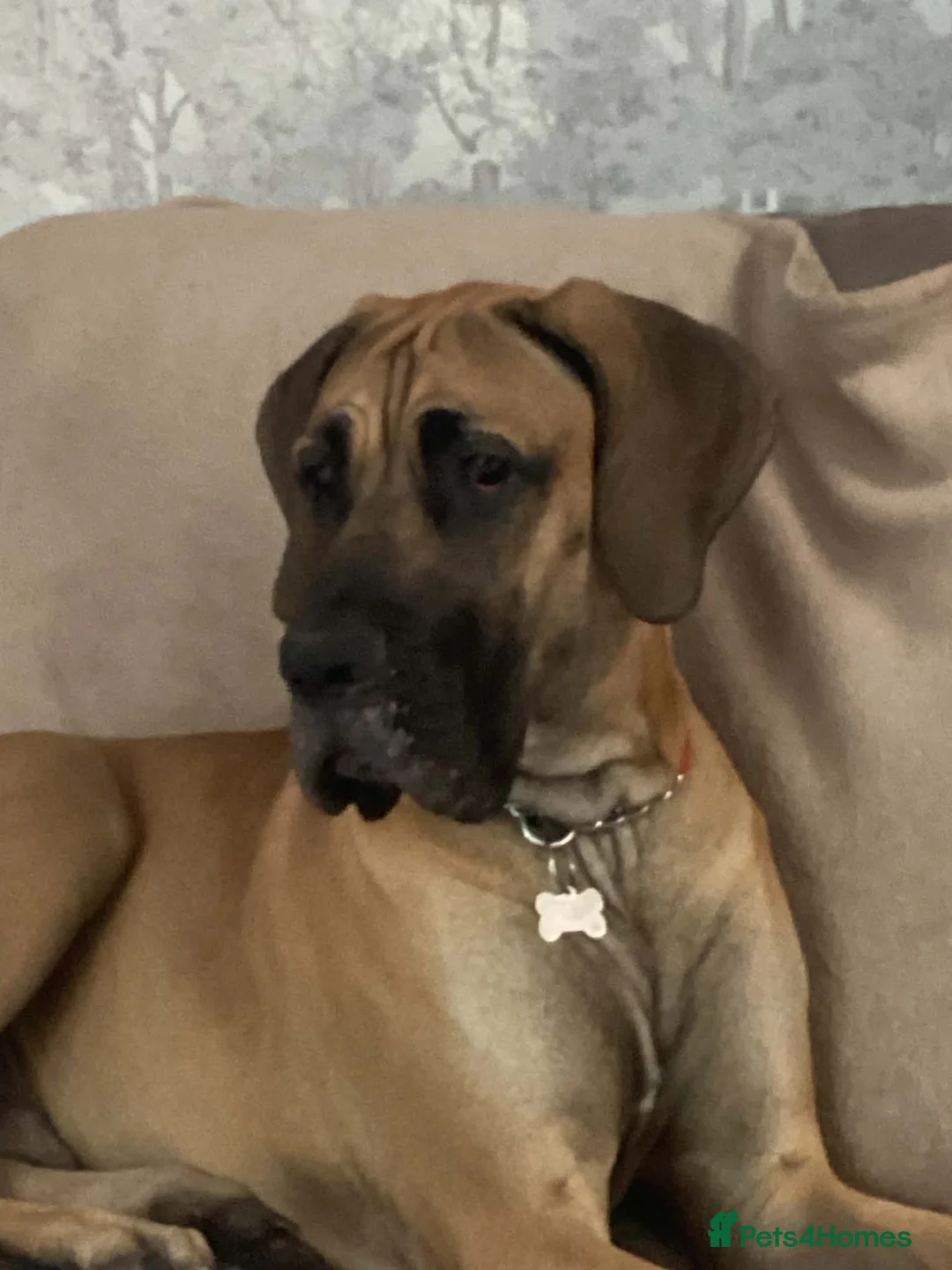 Great Dane dogs for sale: Great Dane  - Advert 1