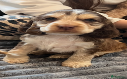 Cocker Spaniel dogs for sale: True show cocker spaniel pups  - Image 14