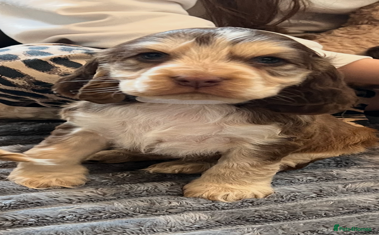 Cocker Spaniel dogs - Advert 1