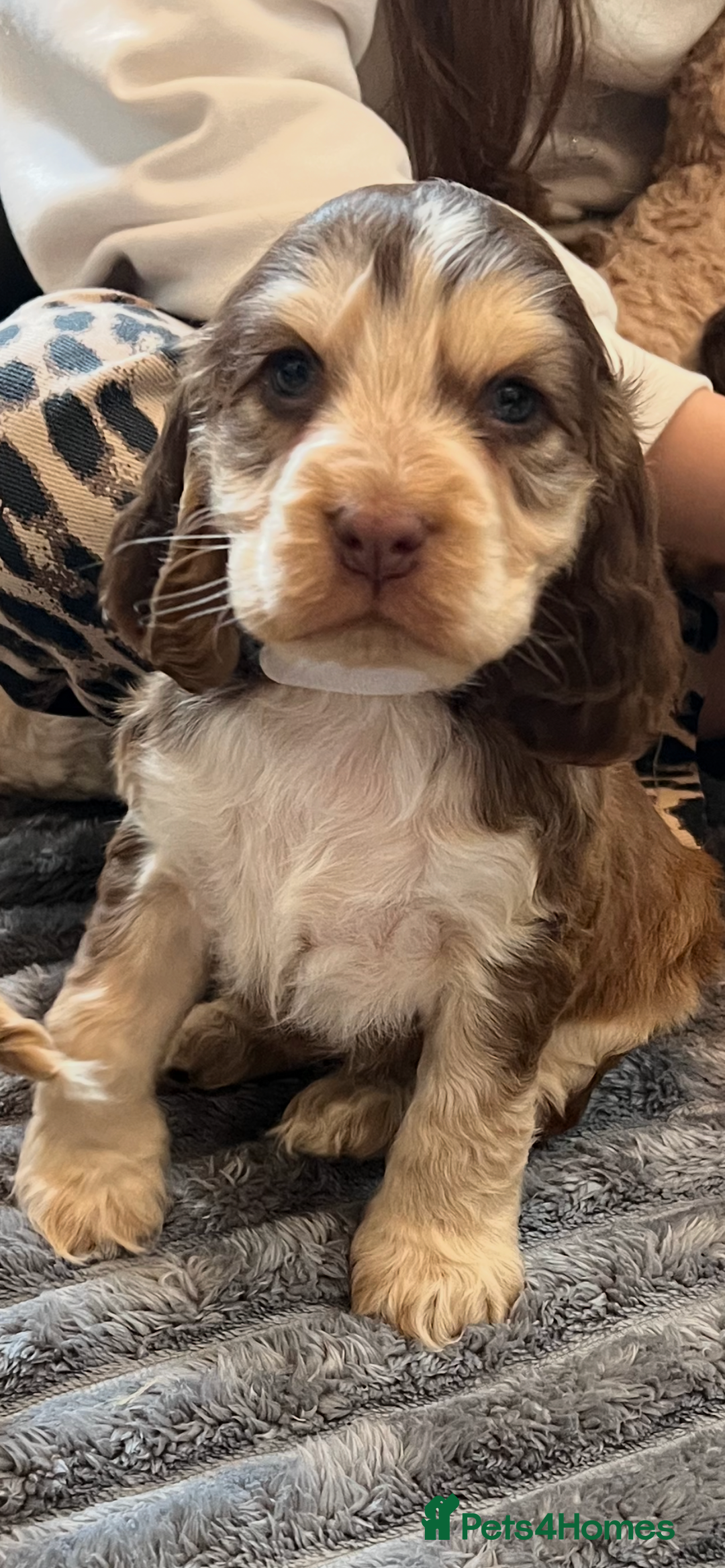 Cocker Spaniel dogs for sale: True show cocker spaniel pups  - Image 14