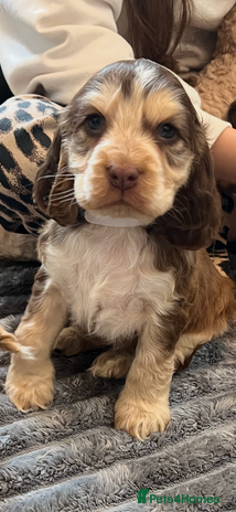 Cocker Spaniel dogs - Advert 3