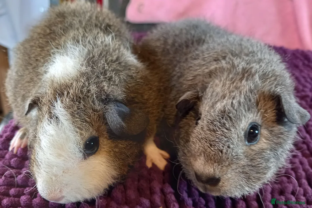 Guinea Pig rodents for sale: Rex sows/boars, Aby, cali guinea pigs. - Advert 1