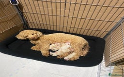 Maltipoo dogs for sale: Stunning F1 Maltipoo Puppies!!! - Image 18