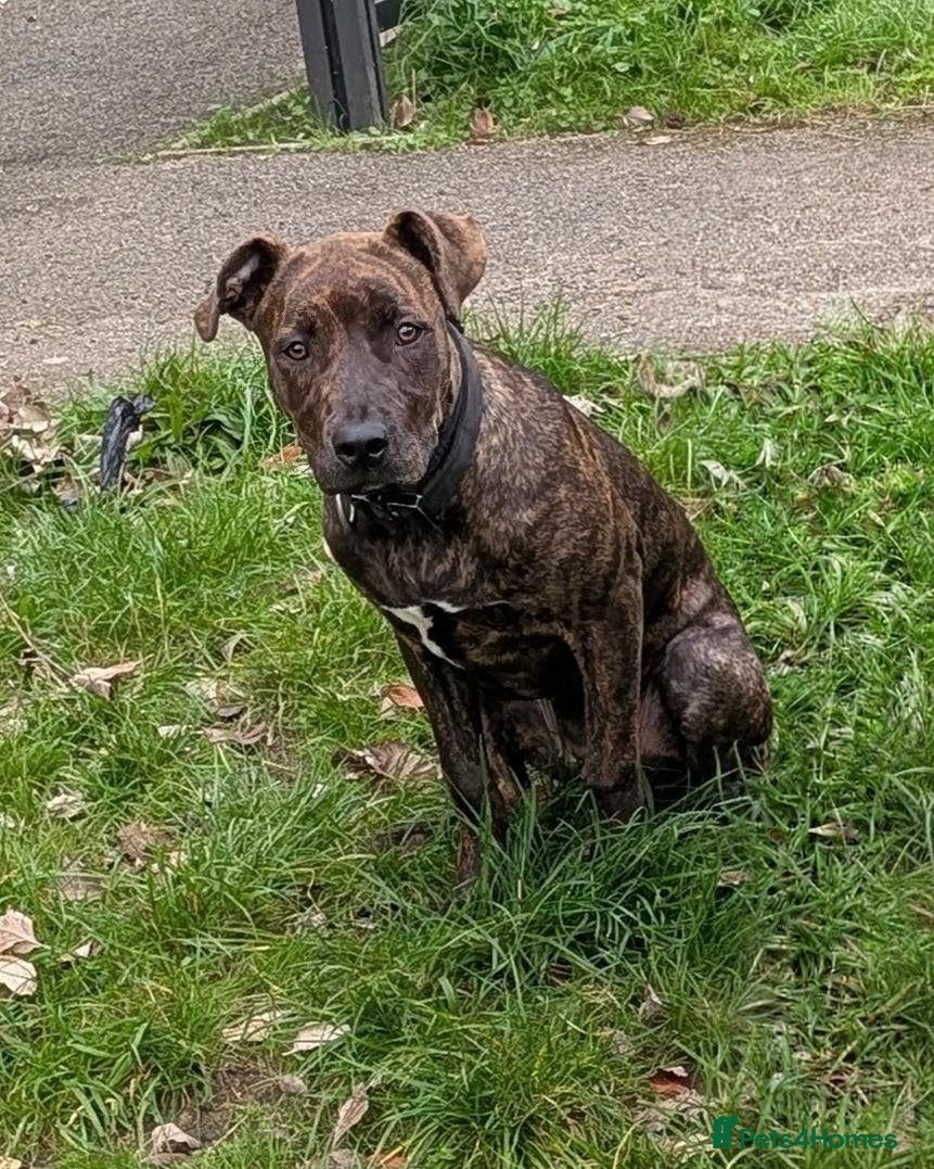 Mixed Breed dogs Staffy X Cane Corso - Advert 3