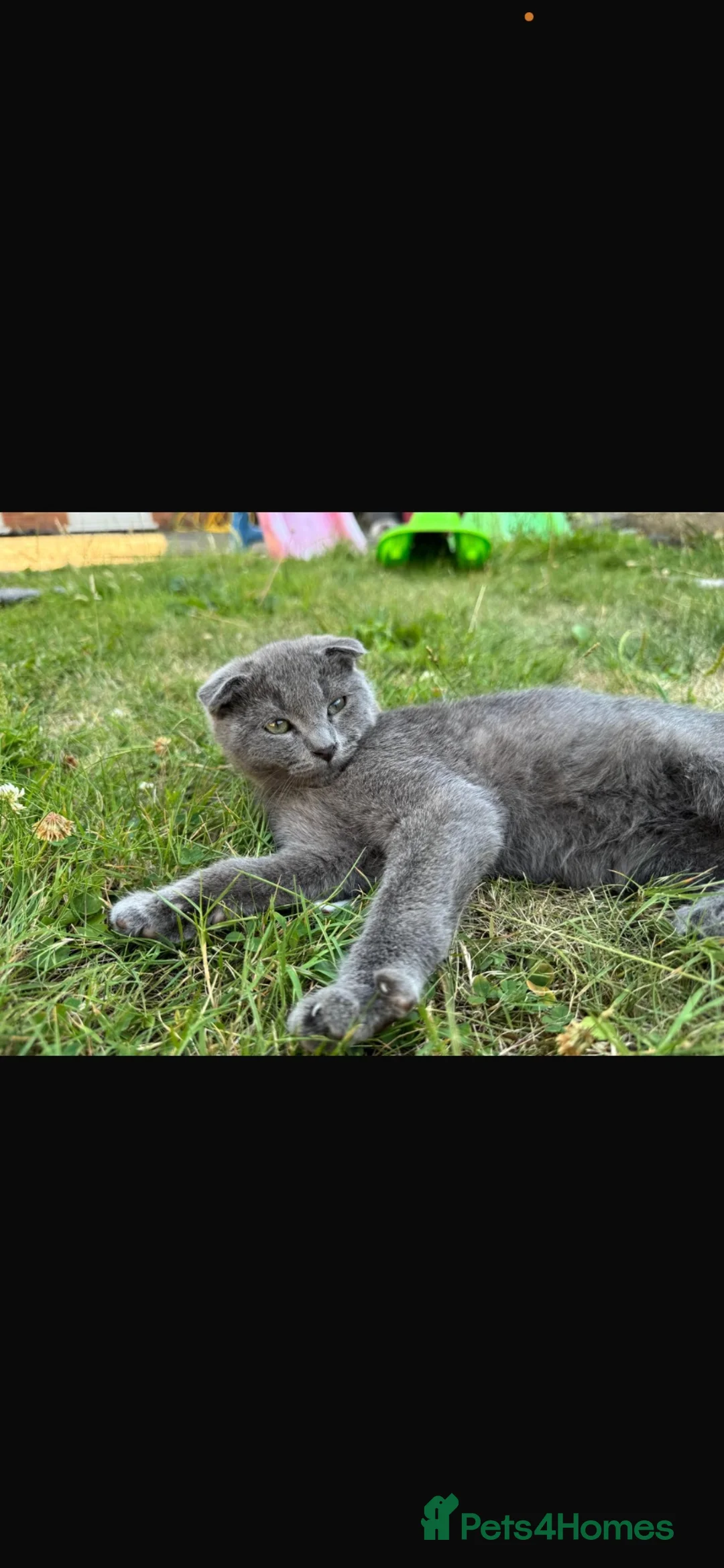 British Shorthair cats for sale: Beautiful Scottish Fold Kittens in Slough - Advert 6