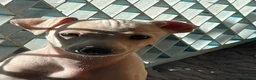 Italian Greyhound dogs for sale: 5 wonderful Wiggy’s licensed breeder  - Advert 14