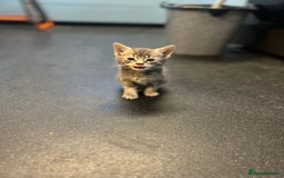 Mixed Breed cats for sale: 7 Beautiful tabby x British Short Hair ready - Image 12