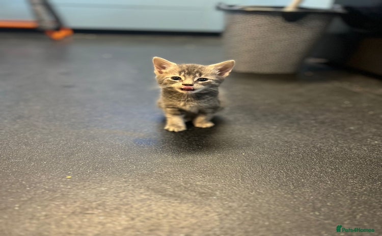 Mixed Breed cats - Advert 10