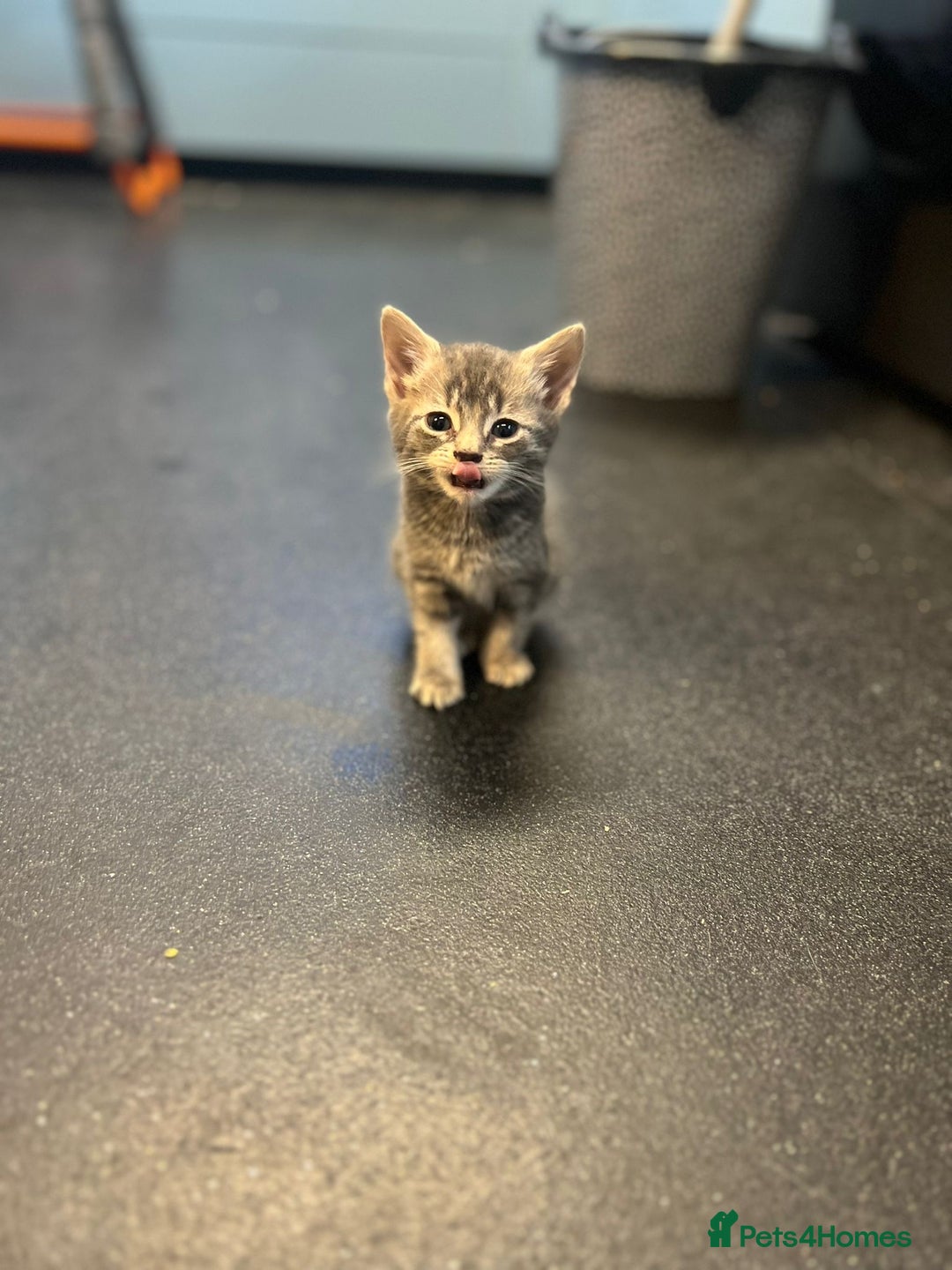 Mixed Breed cats for sale: 7 Beautiful tabby x British Short Hair ready - Image 12