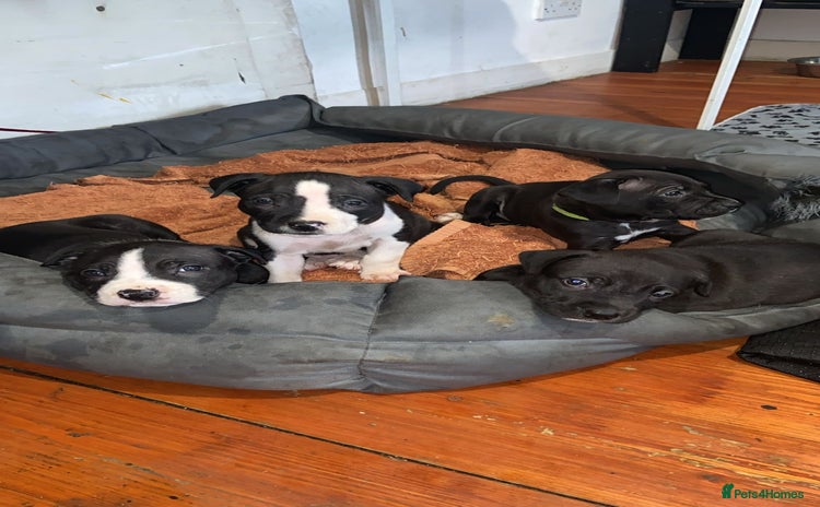 Staffordshire Bull Terrier dogs - Advert 6