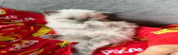 Ragdoll cats for sale: 5 ragdoll kittens - Advert 14