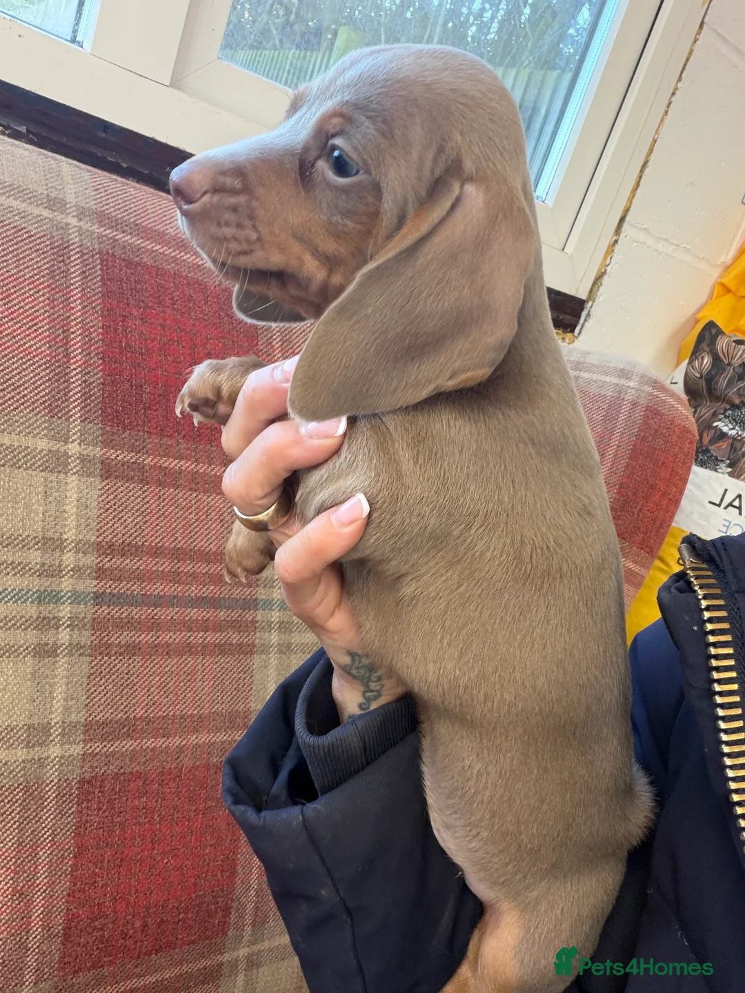 Miniature Dachshund dogs for sale: Mini dachshund 2 smooth boys available  - Advert 28