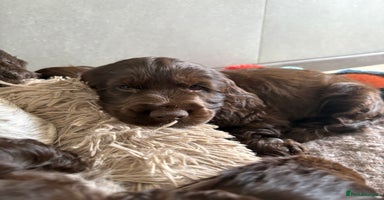 Cocker Spaniel dogs - Advert 14
