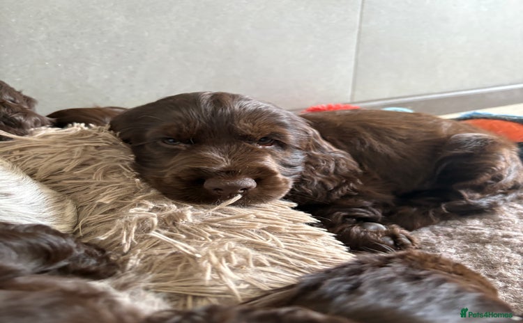 Cocker Spaniel dogs - Advert 7