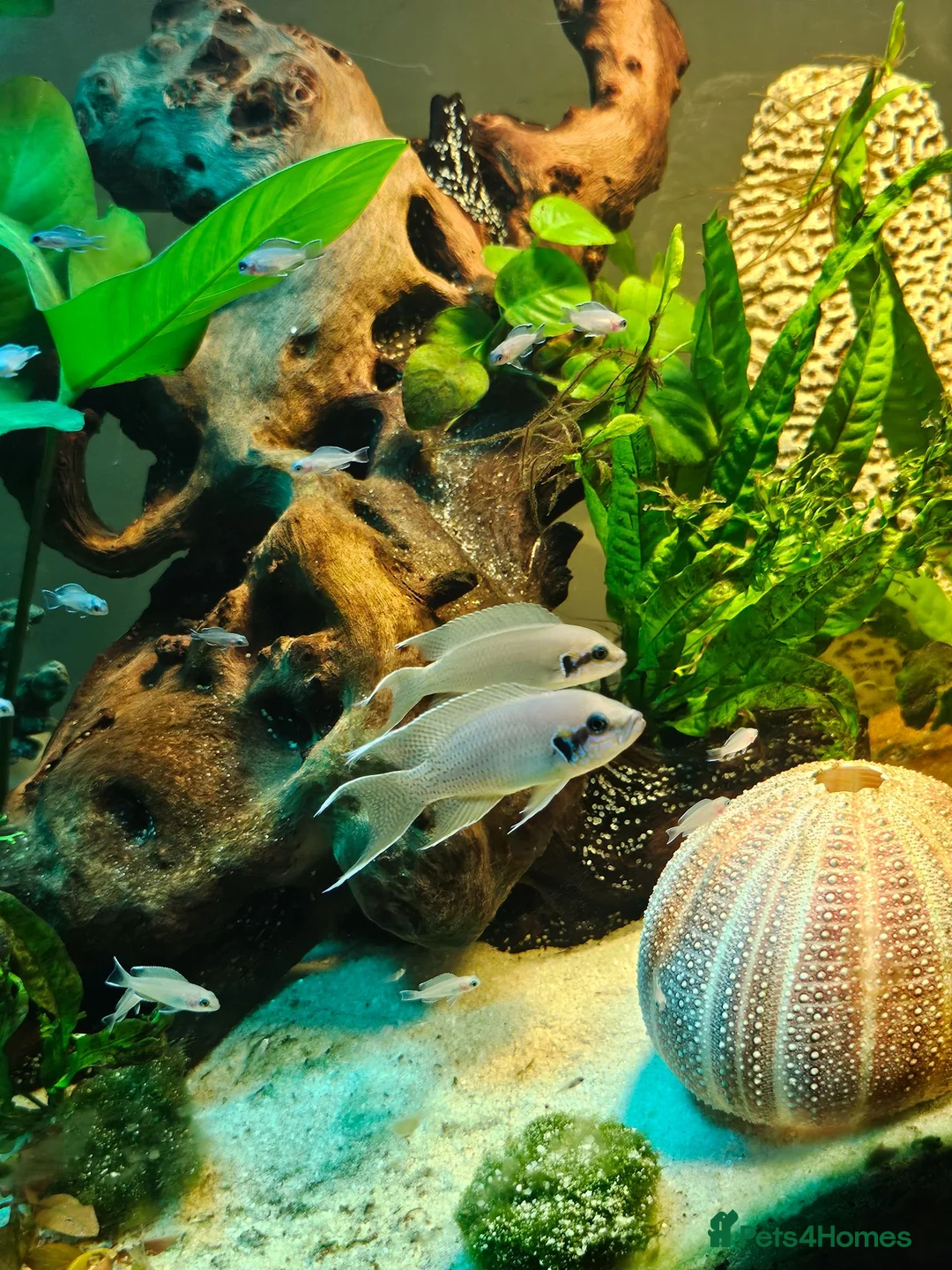 Cichlids fish for sale: Fairy cichlids breeding pair  in Romford - Advert 1