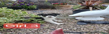 Border Collie Girl 3