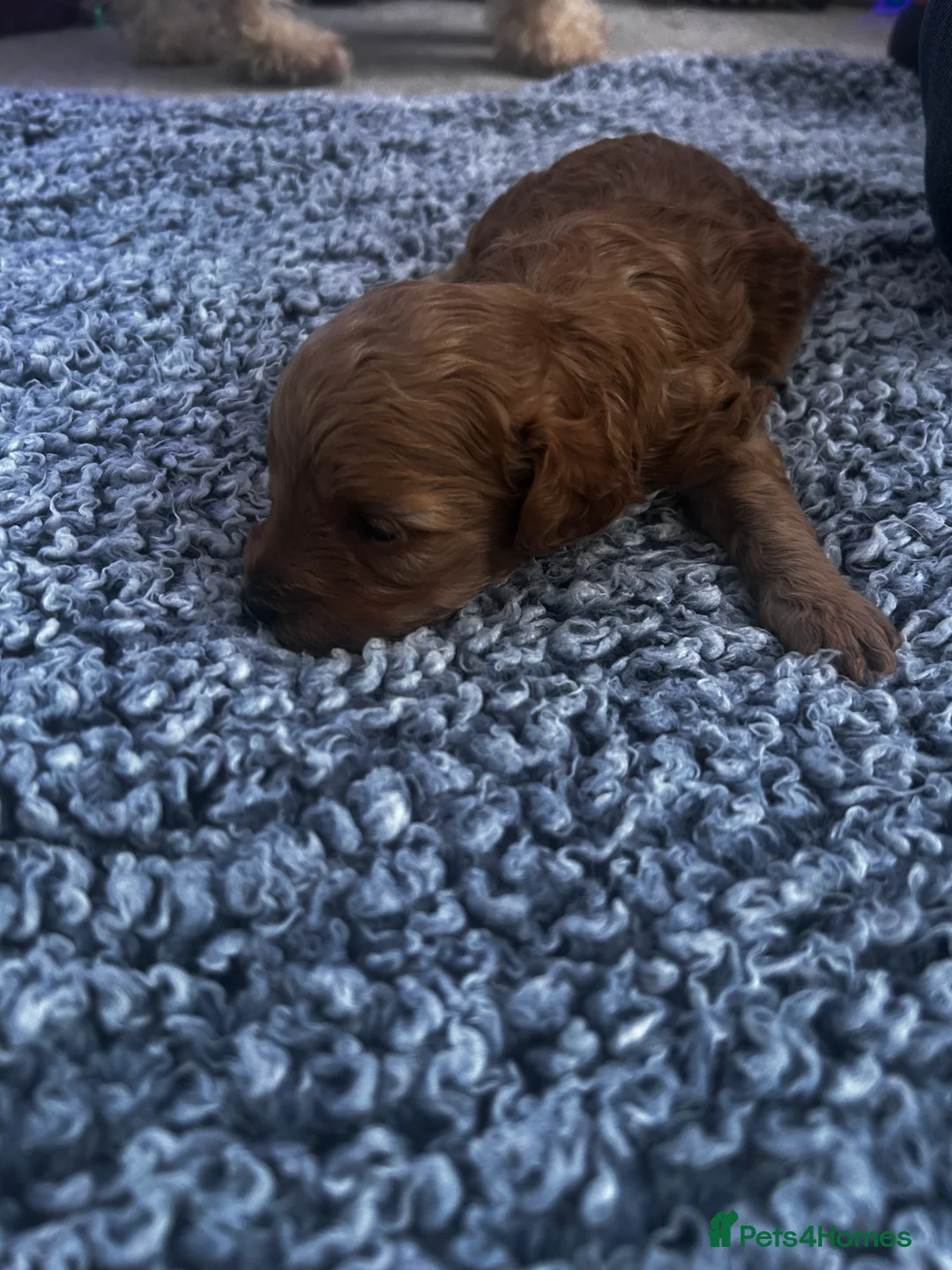 Cockapoo dogs for sale: Beautiful Cockapoo puppies  - Advert 13